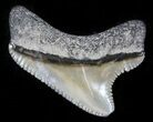 Tiny, Serrated, Baby Megalodon Tooth - Maryland #30117-1